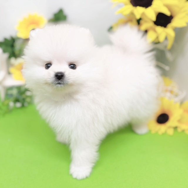 静岡県のポメラニアン (犬の家＆猫の里藤枝店/2026年5月12日生まれ/男の子/クリーム)の子犬の4枚目の画像