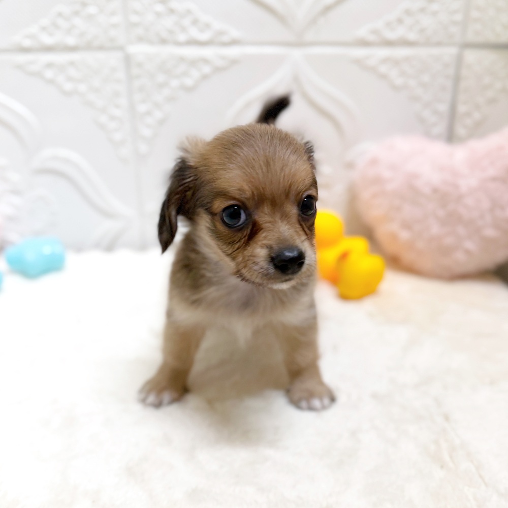 愛知県のチワックス(チワワ×ダックス) (犬の家＆猫の里岡崎店/2026年5月12日生まれ/男の子/レッド)の子犬の4枚目の画像