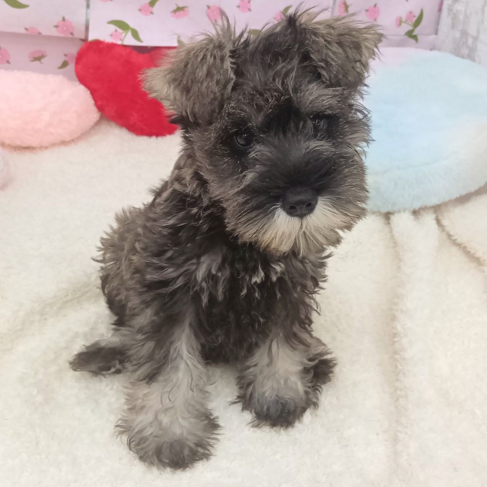 愛知県のミニチュアシュナウザー (犬の家＆猫の里エアポートウォーク店/2026年5月11日生まれ/男の子/ソルトペッパー)の子犬の1枚目の画像