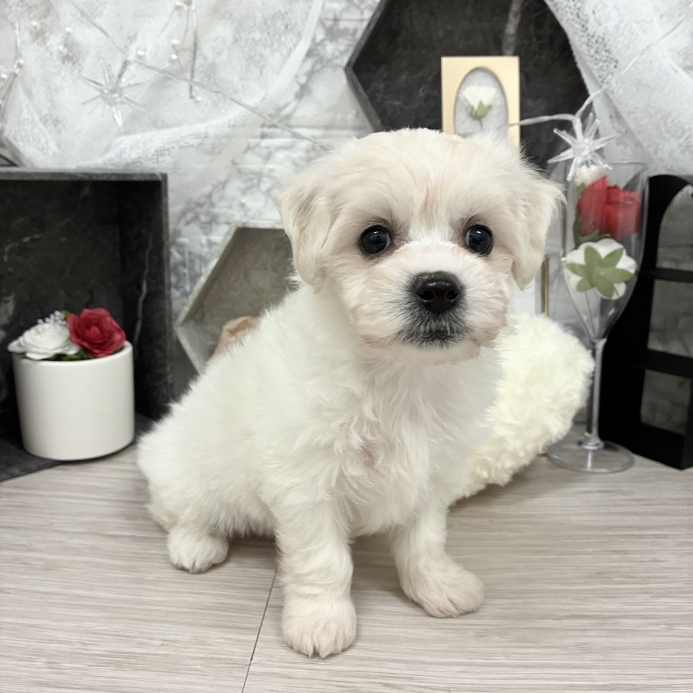 千葉県のビションフリーゼ (犬の家＆猫の里ワンズモール稲毛店/2026年5月10日生まれ/女の子/ホワイト)の子犬の4枚目の画像