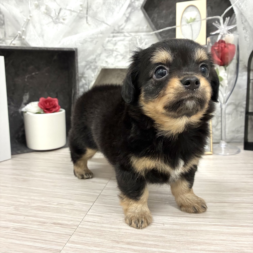 千葉県のチワックス(チワワ×ダックス) (犬の家＆猫の里ワンズモール稲毛店/2026年5月11日生まれ/女の子/ブラックタン)の子犬の4枚目の画像