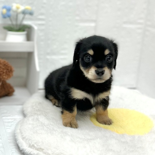愛知県のチワックス(チワワ×ダックス) (犬の家＆猫の里豊川インター店/2026年5月10日生まれ/女の子/ブラックタン)の子犬の4枚目の画像
