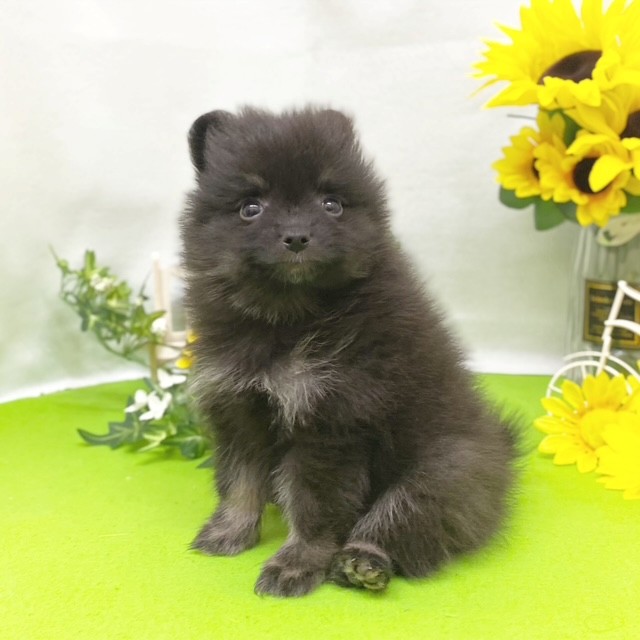 静岡県のポメラニアン (犬の家＆猫の里藤枝店/2026年5月12日生まれ/女の子/ブラックタン)の子犬の4枚目の画像