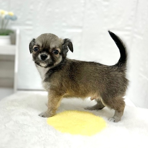 愛知県のチワワ(ロング) (犬の家＆猫の里豊川インター店/2026年5月9日生まれ/男の子/レッドホワイト)の子犬の4枚目の画像