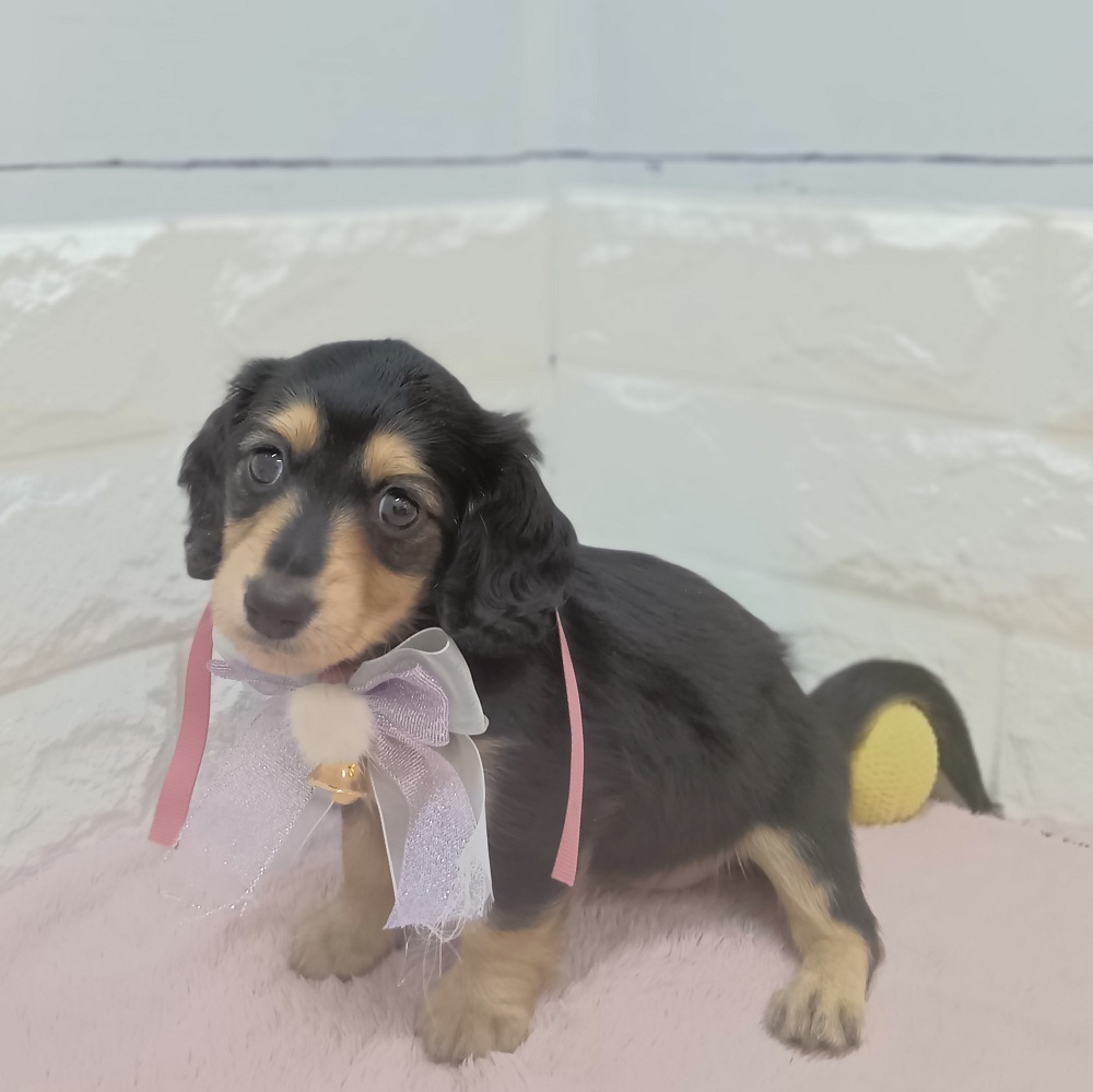 静岡県のミニチュアダックスフンド(ロング) (犬の家＆猫の里アミーゴ浜松和田店/2026年5月8日生まれ/女の子/ブラックイエロー)の子犬の1枚目の画像