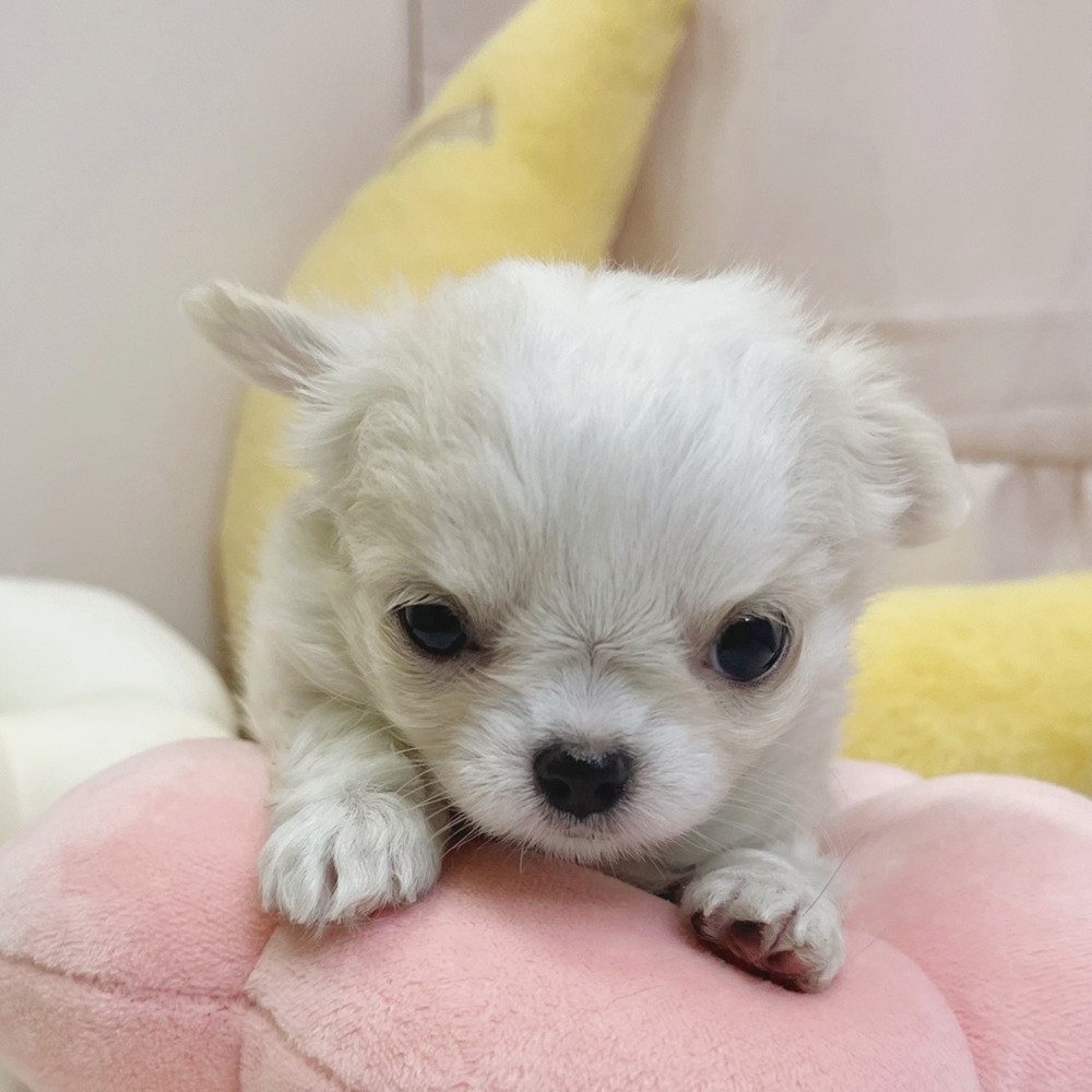 静岡県のチワワ(ロング) (犬の家＆猫の里マークイズ静岡店/2026年5月12日生まれ/女の子/ホワイトクリーム)の子犬の4枚目の画像