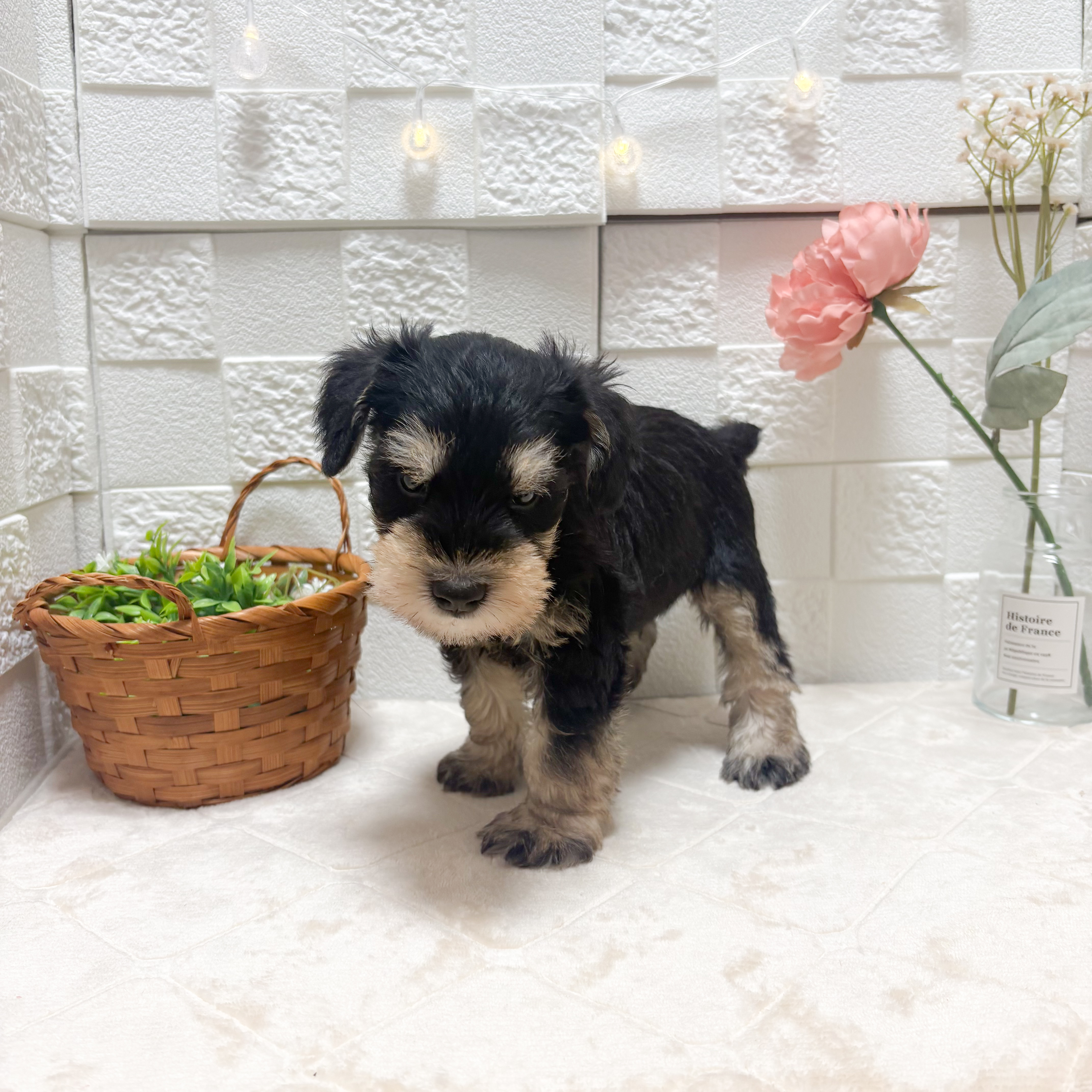 東京都のミニチュアシュナウザー (犬の家＆猫の里ペットフォレスト小平店/2026年5月12日生まれ/男の子/ブラックシルバー)の子犬の4枚目の画像