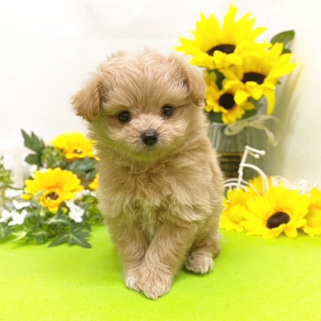 静岡県のポメプー(ポメラニアン×プードル) (犬の家＆猫の里藤枝店/2026年5月10日生まれ/女の子/アプリコット)の子犬の4枚目の画像