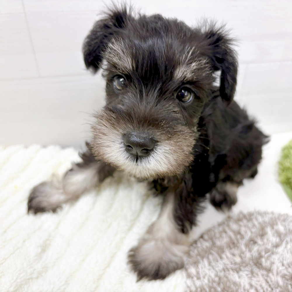 石川県のミニチュアシュナウザー (犬の家＆猫の里アミーゴ金沢おこばた店/2026年5月11日生まれ/女の子/ブラックシルバー)の子犬の4枚目の画像