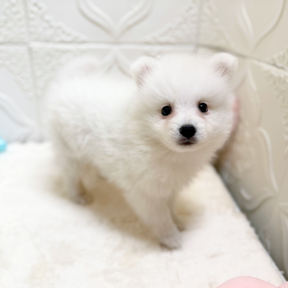 愛知県の日本スピッツ (犬の家＆猫の里岡崎店/2026年5月7日生まれ/男の子/ホワイト)の子犬の4枚目の画像