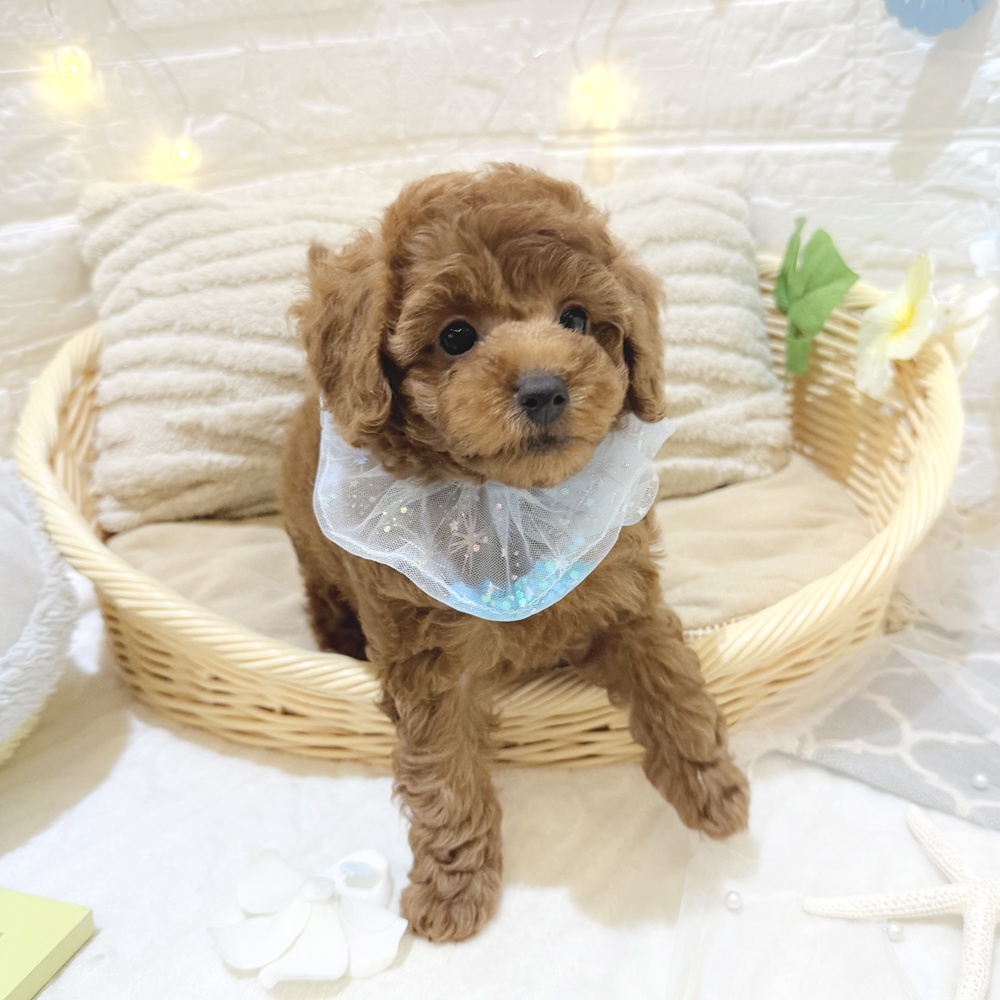 静岡県のトイプードル(トイ) (犬の家＆猫の里富士店/2026年5月11日生まれ/男の子/レッド)の子犬の4枚目の画像