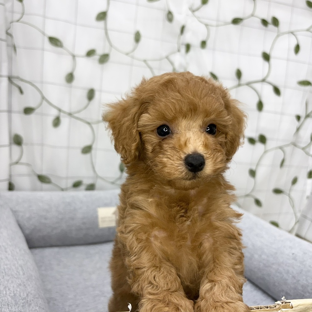 長野県のトイプードル(トイ) (犬の家＆猫の里塩尻店/2026年5月11日生まれ/男の子/アプリコット)の子犬の4枚目の画像