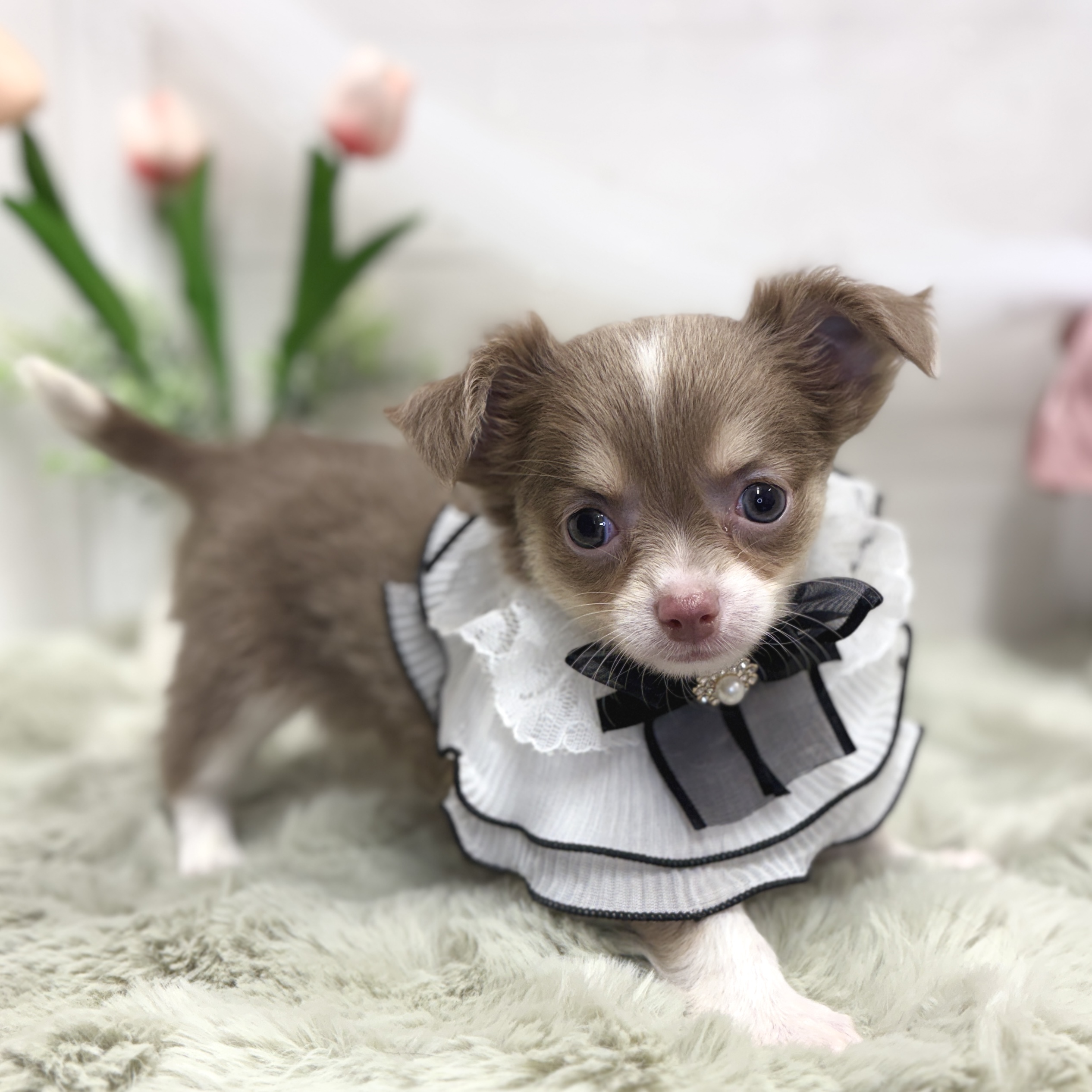 神奈川県のチワワ(ロング) (犬の家＆猫の里相模原店/2026年5月12日生まれ/女の子/イザベラタン)の子犬の4枚目の画像