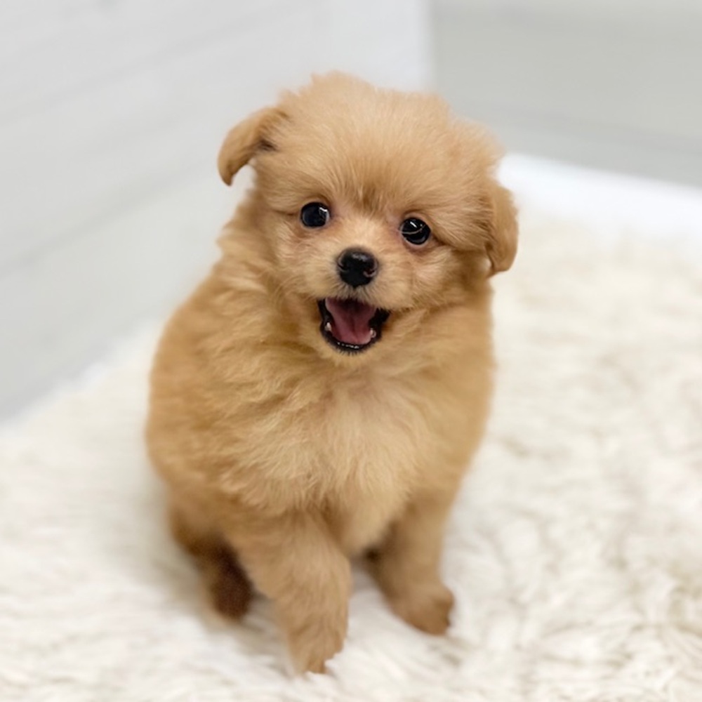 愛知県のポメプー(ポメラニアン×プードル) (犬の家＆猫の里豊田店/2026年5月10日生まれ/女の子/クリーム)の子犬の4枚目の画像