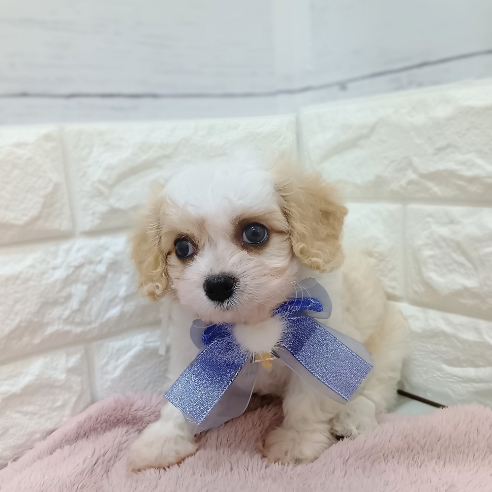 静岡県のハーフ犬・ミックス犬 (犬の家＆猫の里アミーゴ浜松和田店/2026年5月11日生まれ/男の子/ブレンハイム)の子犬の4枚目の画像