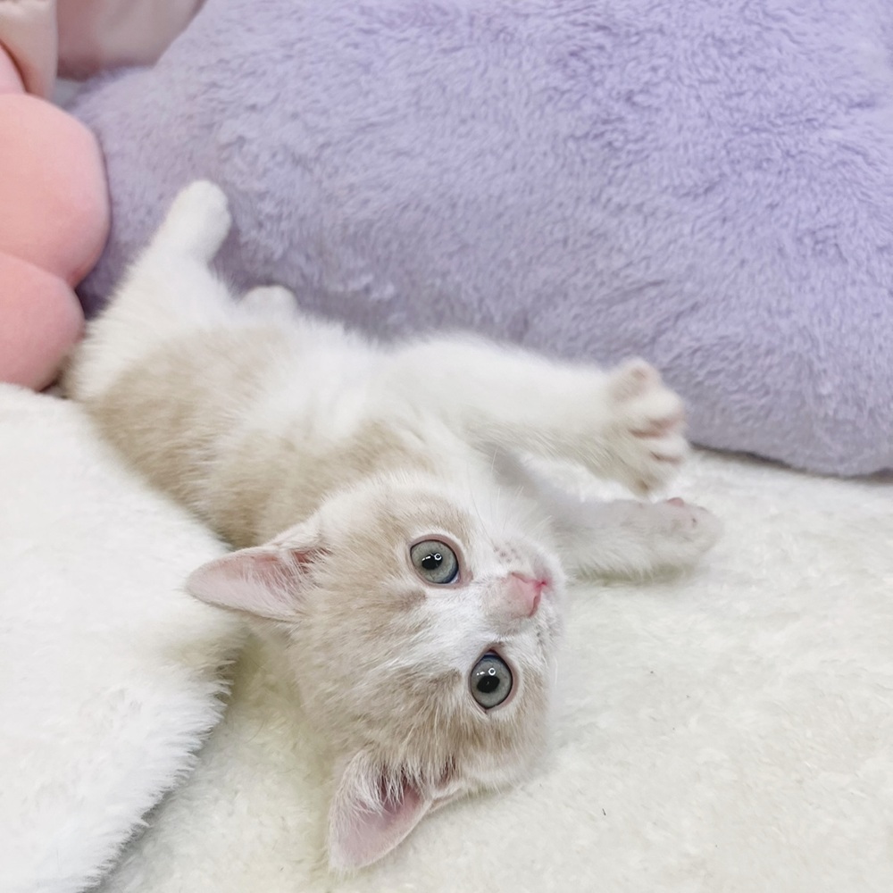 静岡県のブリティッシュショートヘアー (犬の家＆猫の里マークイズ静岡店/2026年5月12日生まれ/女の子/クリームホワイト)の子猫の4枚目の画像