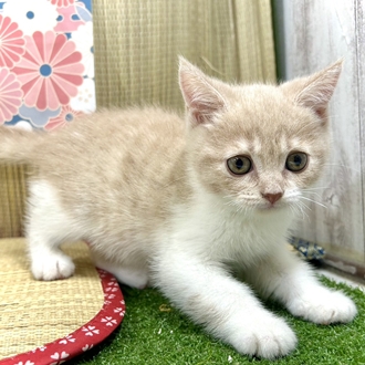 神奈川県のブリティッシュショートヘアー (犬の家＆猫の里小田原店/2026年5月12日生まれ/女の子/クリームホワイト)の子猫の4枚目の画像