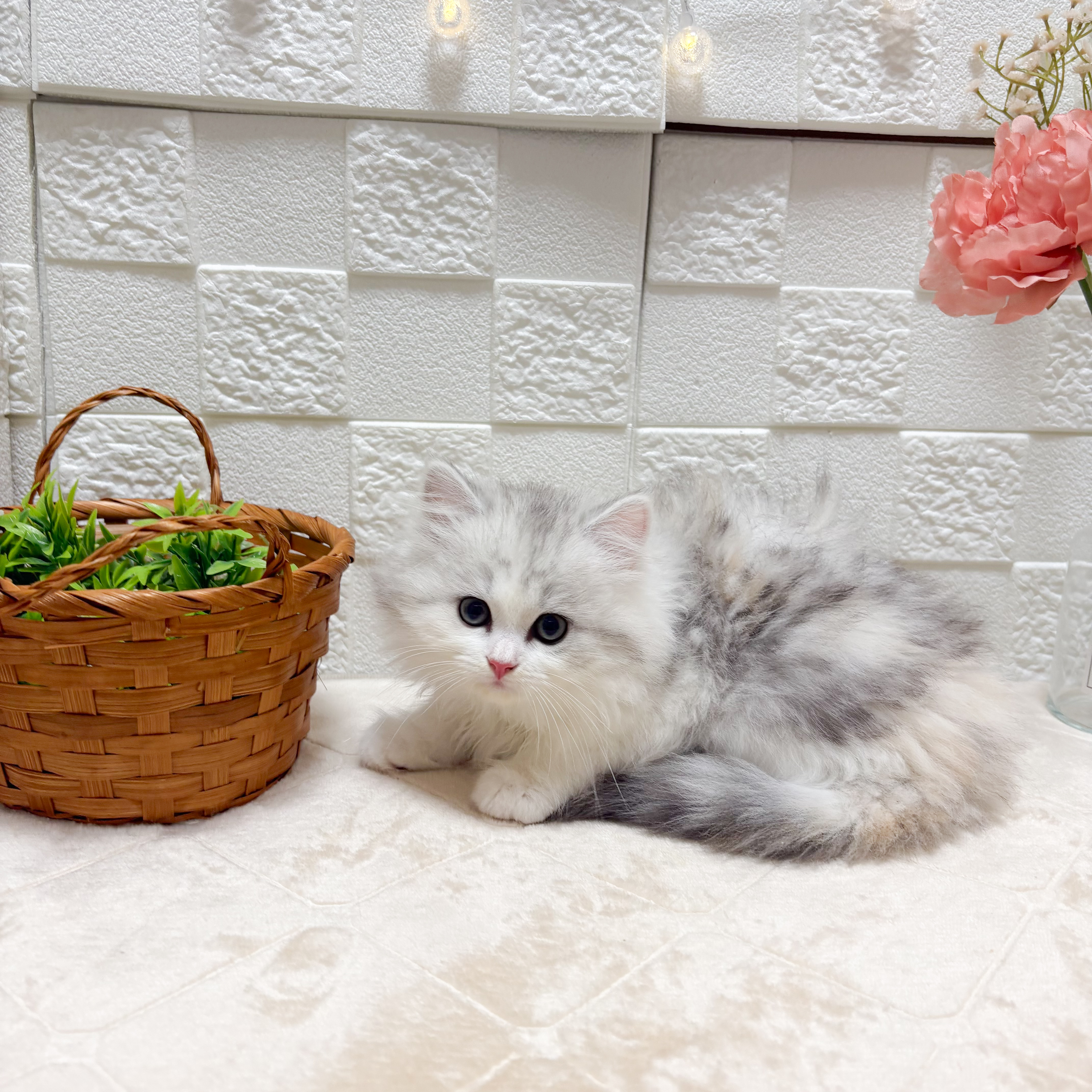 東京都のミヌエット (犬の家＆猫の里ペットフォレスト小平店/2026年5月10日生まれ/女の子/シルバーパッチドタビーホワイト)の子猫の4枚目の画像
