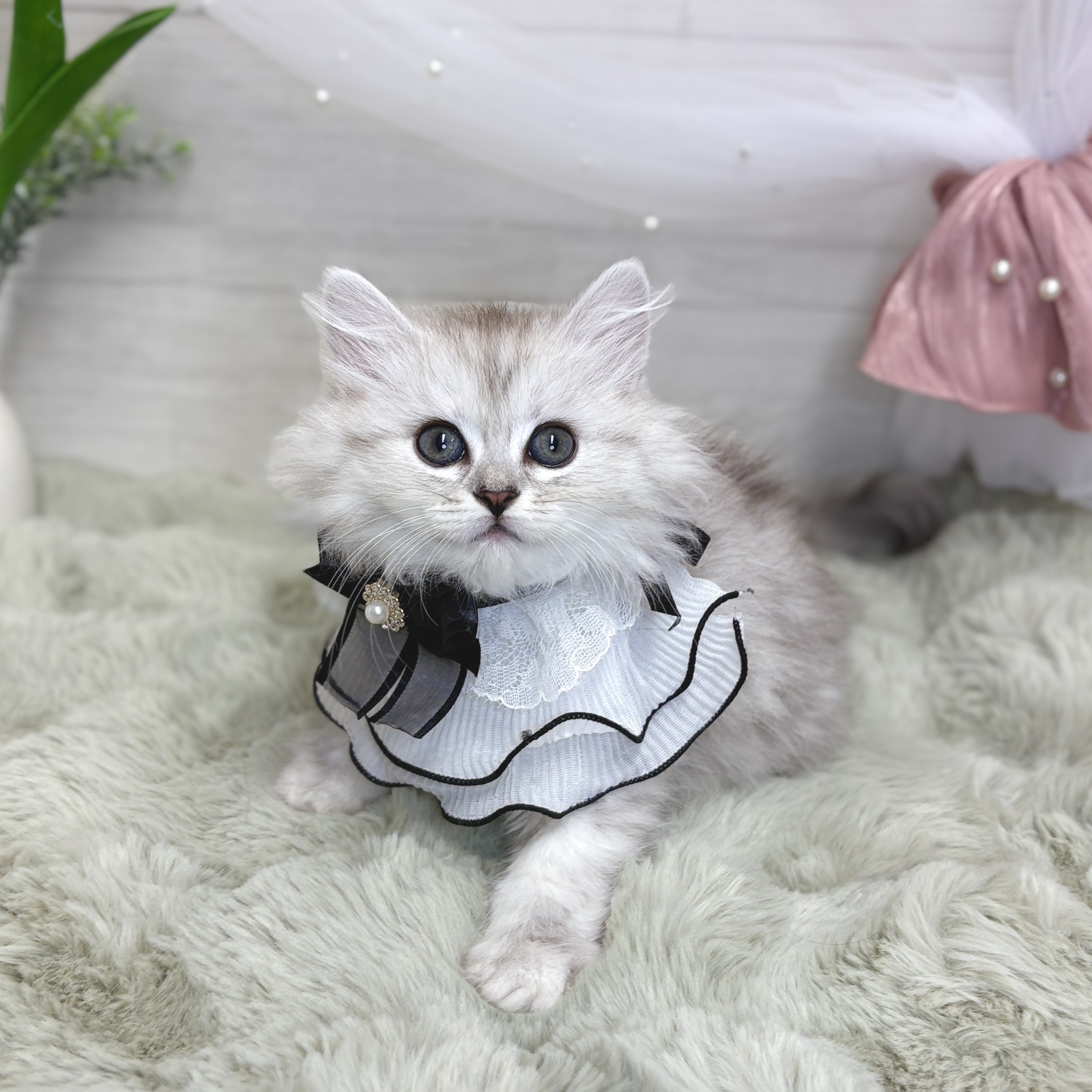 神奈川県のミヌエット (犬の家＆猫の里相模原店/2026年5月10日生まれ/女の子/シルバータビー)の子猫の4枚目の画像