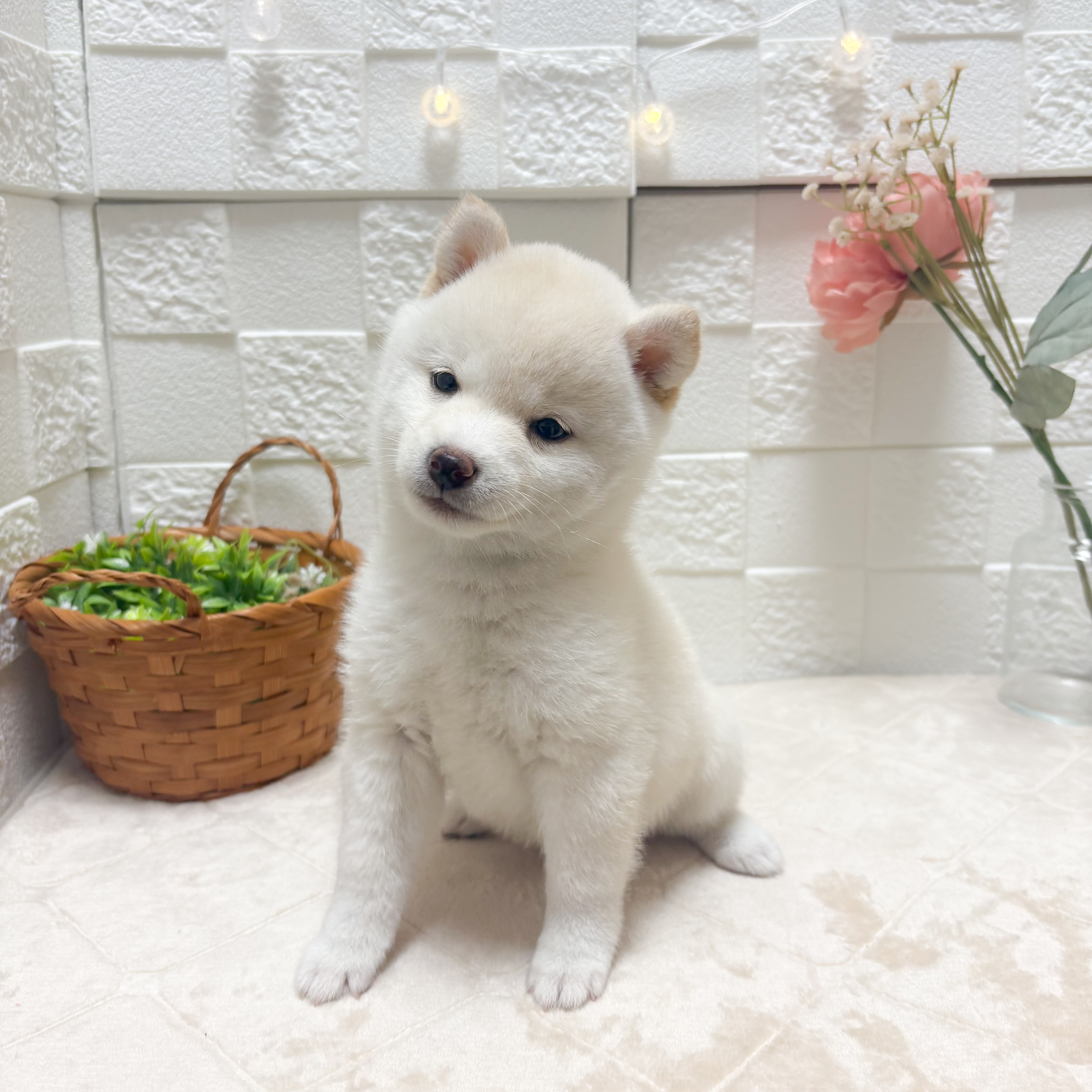東京都の豆柴 (犬の家＆猫の里ペットフォレスト小平店/2026年5月12日生まれ/女の子/白)の子犬の4枚目の画像