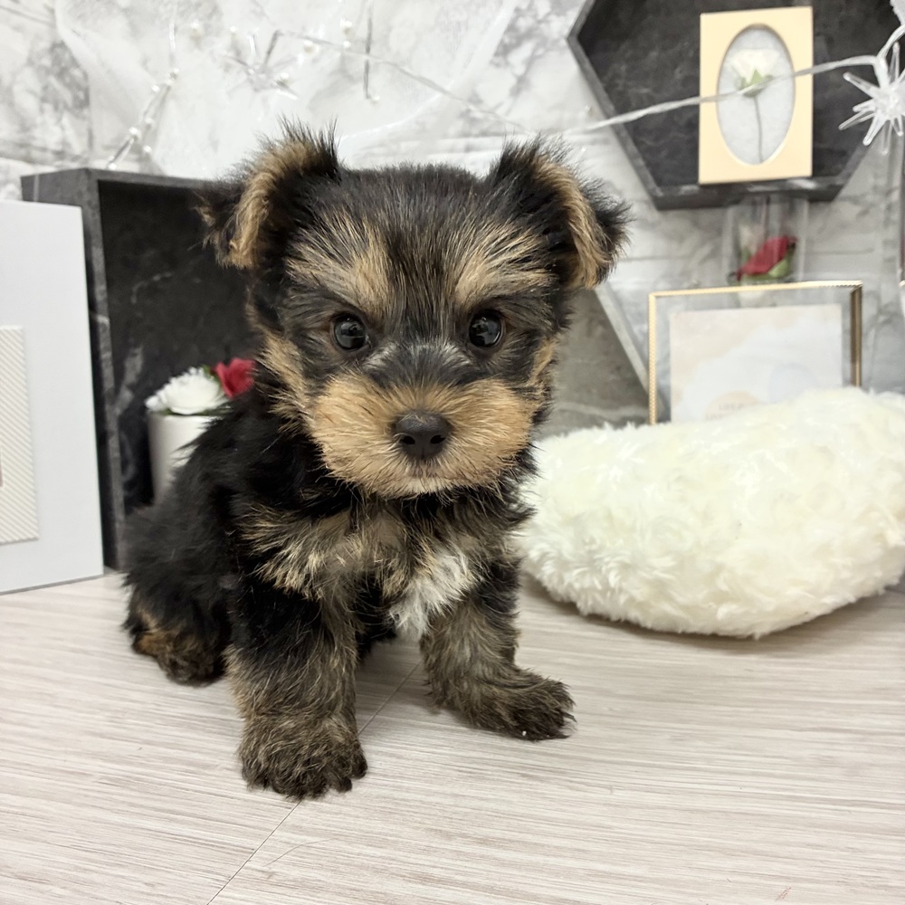 千葉県のヨークシャーテリア (犬の家＆猫の里ワンズモール稲毛店/2026年5月11日生まれ/男の子/スチールブルータン)の子犬の4枚目の画像