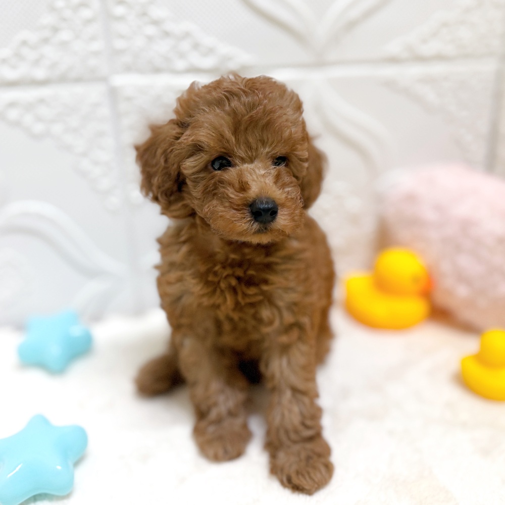 犬の家＆猫の里岡崎店(愛知県)にいるトイプードル(トイ)の子犬を価格や