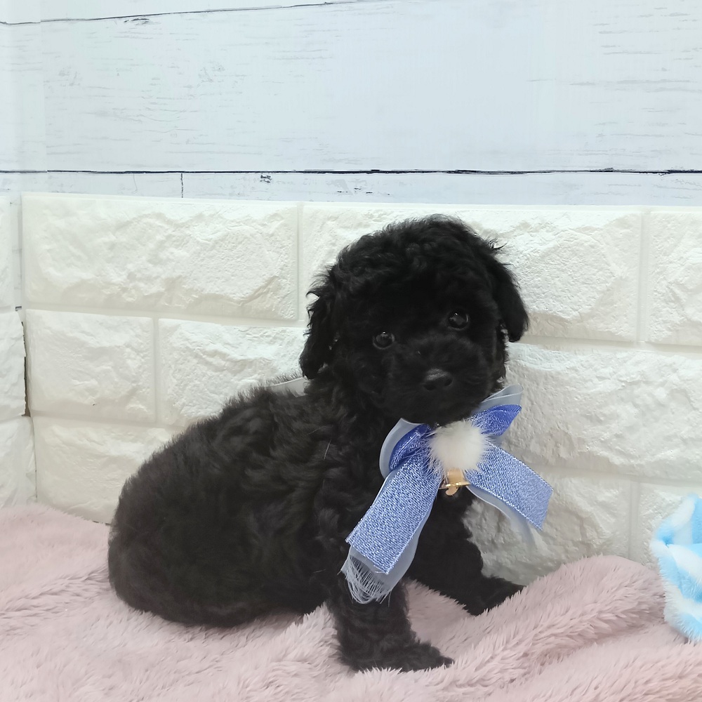 静岡県のトイプードル(トイ) (犬の家＆猫の里アミーゴ浜松和田店/2026年5月7日生まれ/男の子/ブラック)の子犬の4枚目の画像