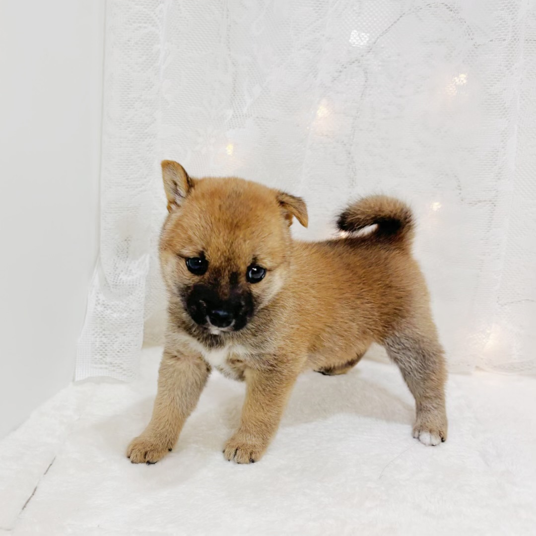 千葉県の豆柴 (犬の家＆猫の里BIGHOPガーデンモール印西店/2026年5月12日生まれ/女の子/赤)の子犬の4枚目の画像