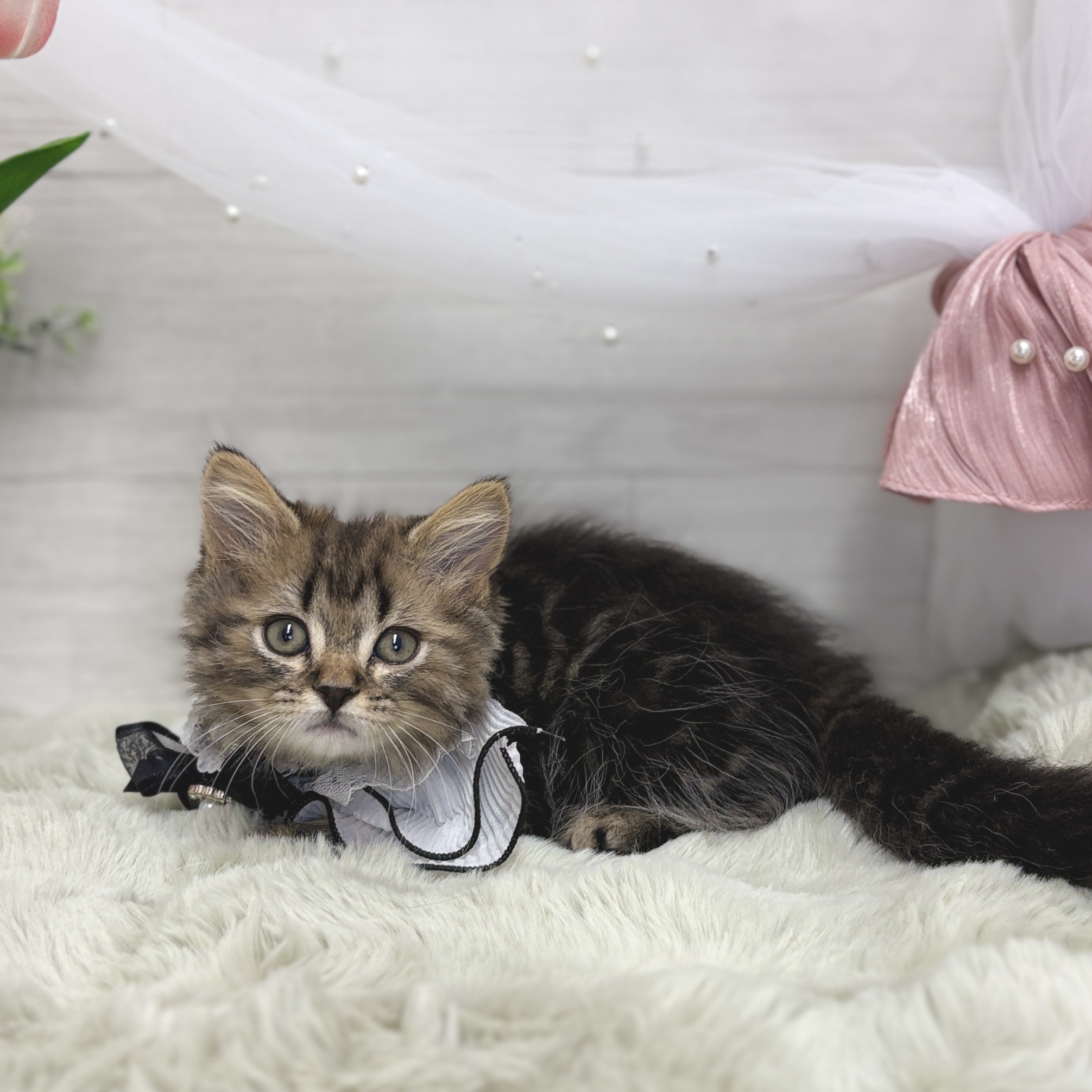 神奈川県のスコティッシュフォールド (犬の家＆猫の里相模原店/2026年5月11日生まれ/男の子/ブラウンタビー)の子猫の4枚目の画像