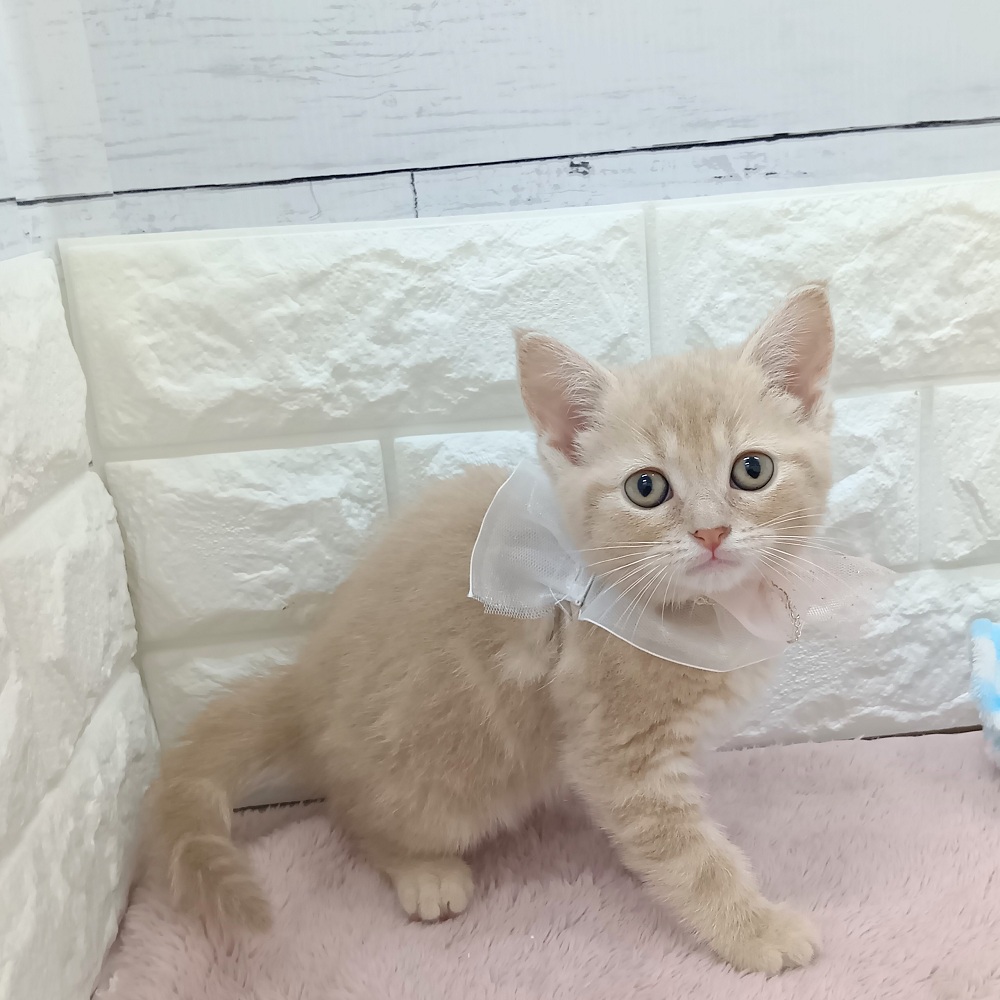 静岡県のスコティッシュフォールド (犬の家＆猫の里アミーゴ浜松和田店/2026年5月12日生まれ/女の子/レッドタビー)の子猫の4枚目の画像