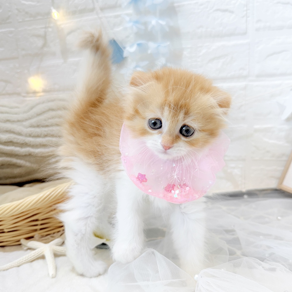 静岡県のスコティッシュフォールド (犬の家＆猫の里富士店/2026年5月12日生まれ/女の子/レッドタビーホワイト)の子猫の4枚目の画像