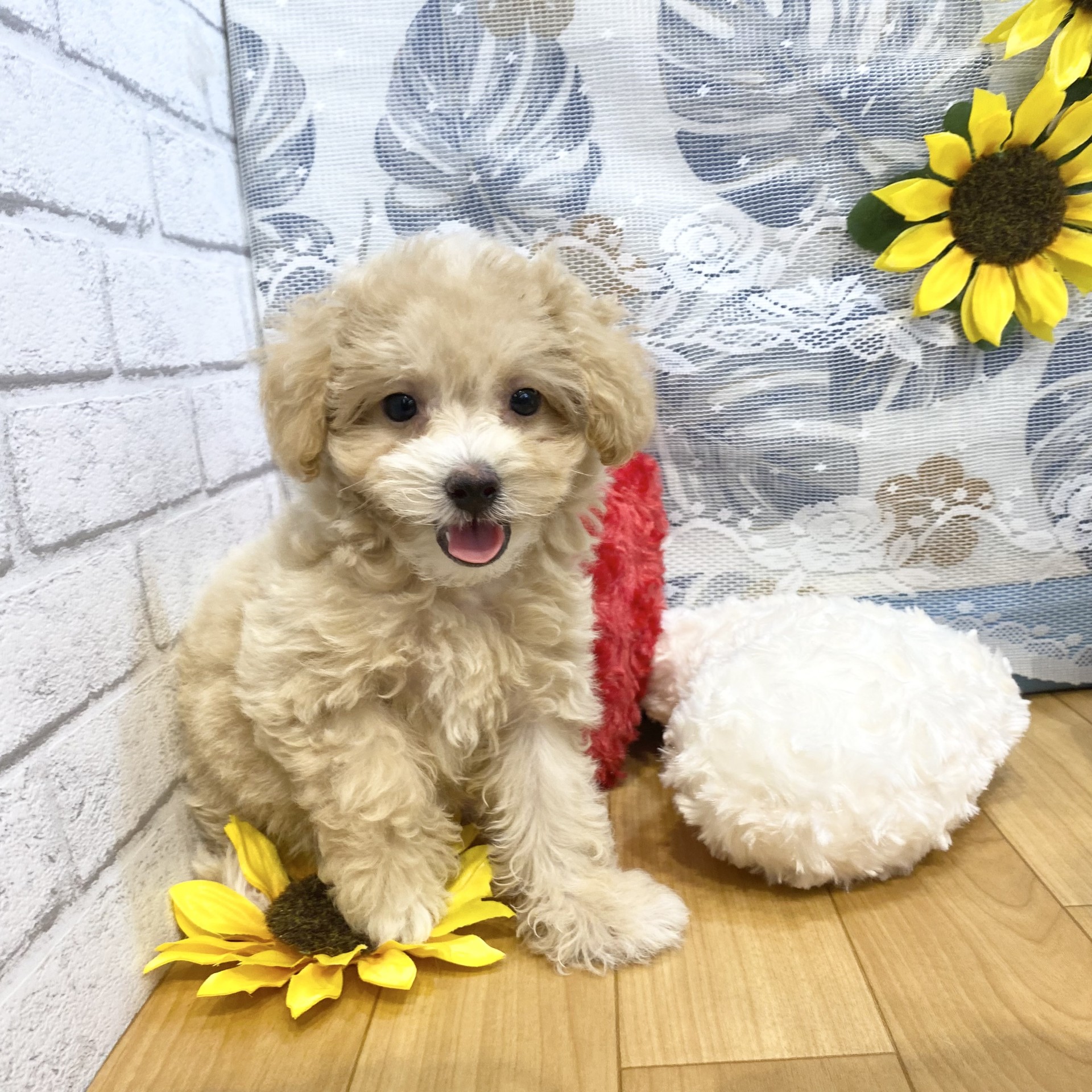 長野県のマルプー(マルチーズ×プードル) (犬の家＆猫の里カインズ梓川店/2026年5月10日生まれ/女の子/アプリコット)の子犬の4枚目の画像
