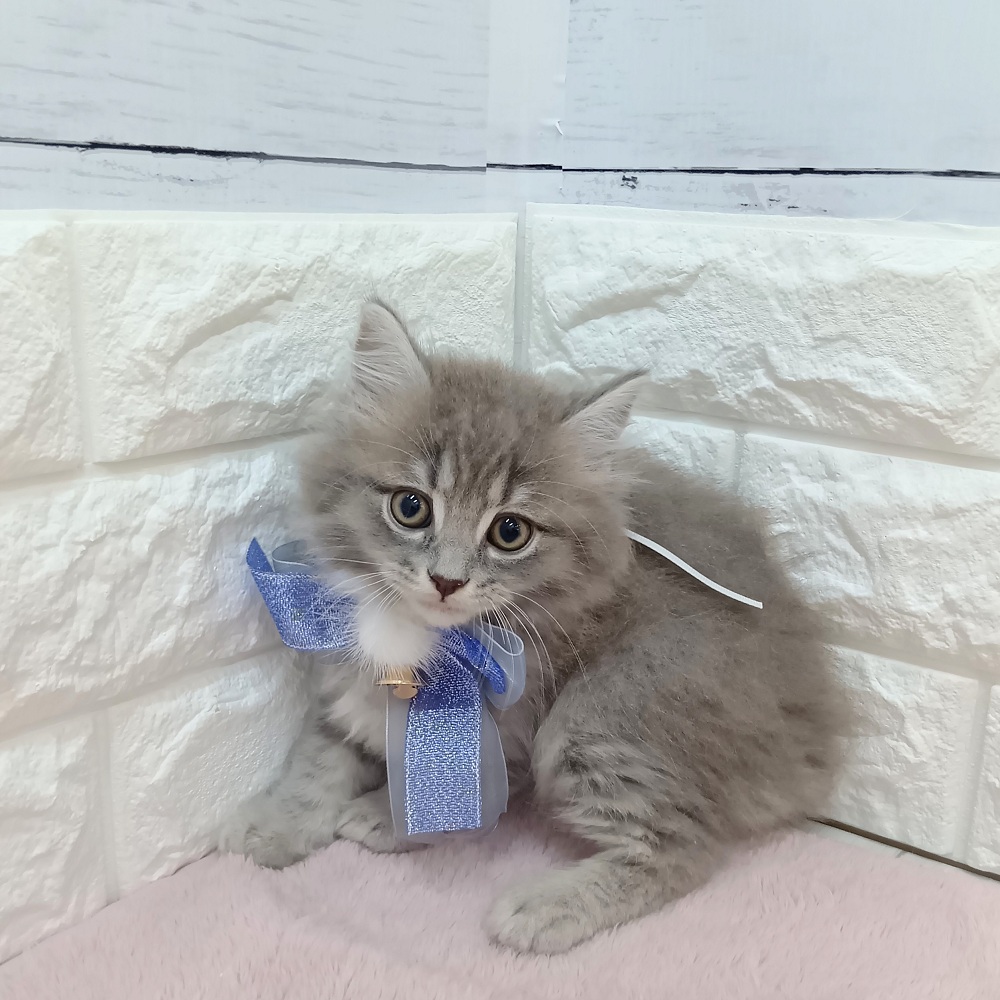 静岡県のマンチカン (犬の家＆猫の里アミーゴ浜松和田店/2026年5月11日生まれ/男の子/ブルータビー)の子猫の4枚目の画像
