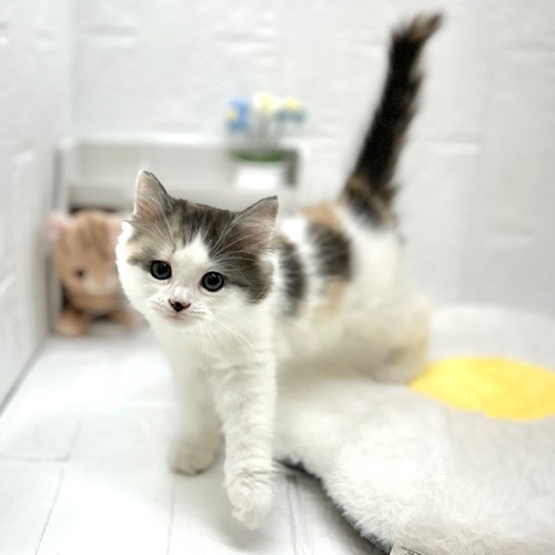 愛知県のミヌエット (犬の家＆猫の里豊川インター店/2026年5月10日生まれ/女の子/キャリコ)の子猫の4枚目の画像
