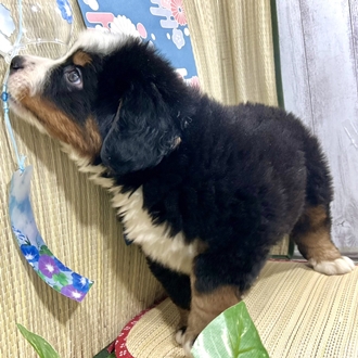 神奈川県のバーニーズマウンテンドッグ (犬の家＆猫の里小田原店/2026年5月18日生まれ/男の子/ブラックラストホワイト)の子犬の4枚目の画像
