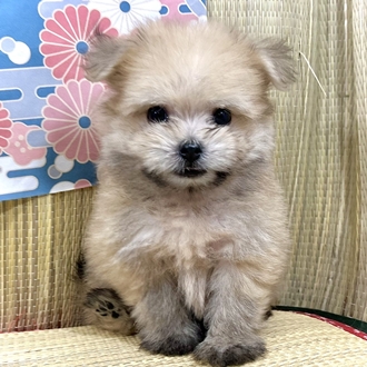 神奈川県のポメマル/マルポメ(ポメラニアン×マルチーズ) (犬の家＆猫の里小田原店/2026年5月17日生まれ/男の子/オレンジ)の子犬の4枚目の画像