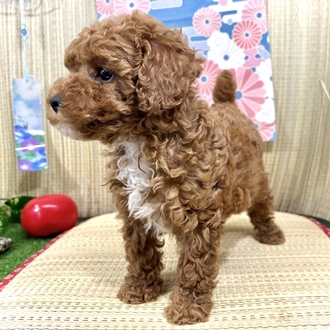 神奈川県のトイプードル(トイ) (犬の家＆猫の里小田原店/2026年5月18日生まれ/女の子/レッド)の子犬の4枚目の画像