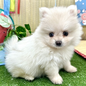 神奈川県のポメラニアン (犬の家＆猫の里小田原店/2026年5月18日生まれ/女の子/クリーム)の子犬の4枚目の画像