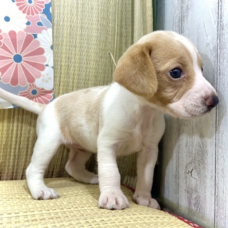 神奈川県のビーグル (犬の家＆猫の里小田原店/2026年5月19日生まれ/女の子/レモンホワイト)の子犬の4枚目の画像