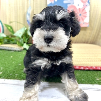 神奈川県のミニチュアシュナウザー (犬の家＆猫の里小田原店/2026年5月19日生まれ/男の子/ブラックシルバー)の子犬の4枚目の画像