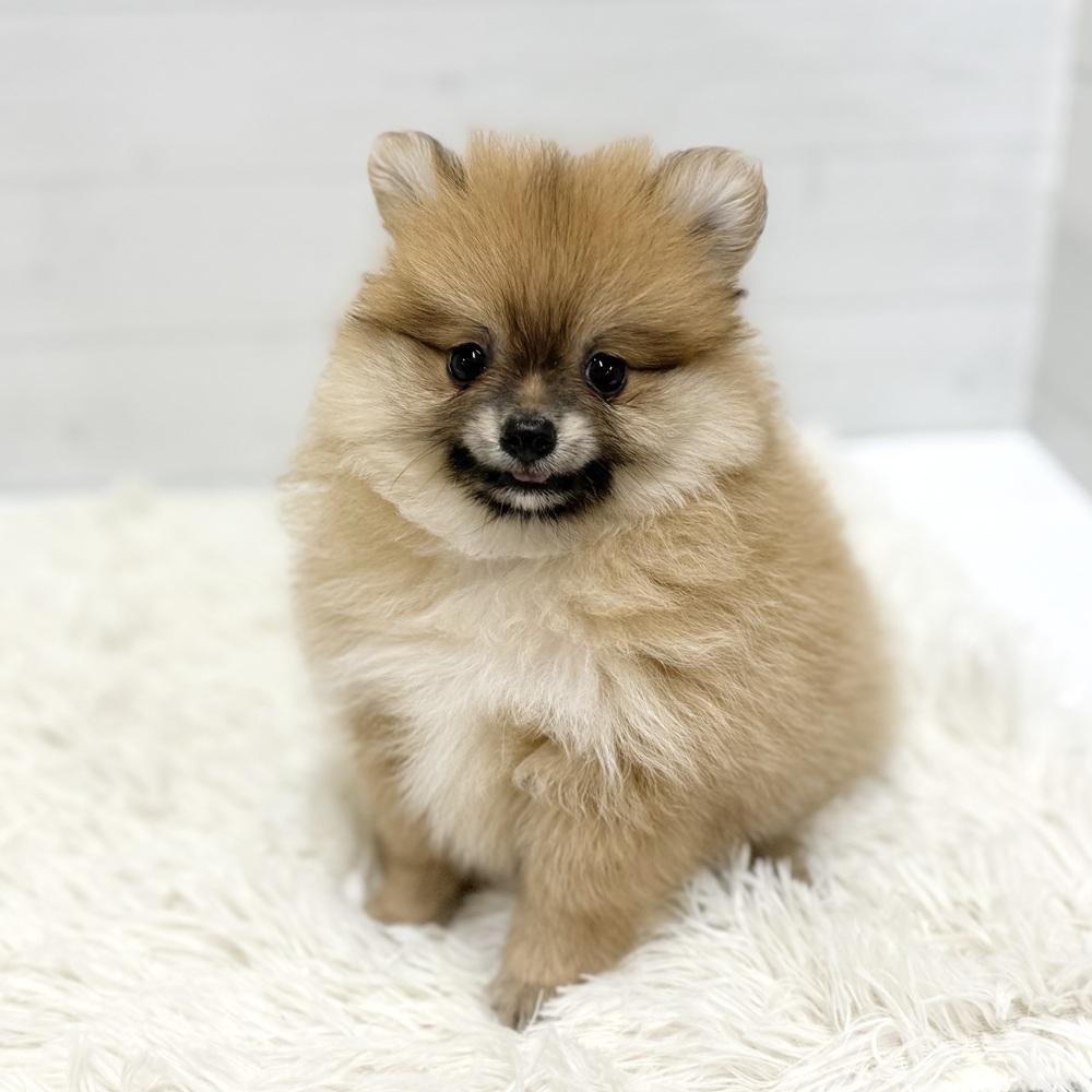 愛知県のポメラニアン (犬の家＆猫の里豊田店/2026年5月11日生まれ/女の子/オレンジ)の子犬の4枚目の画像