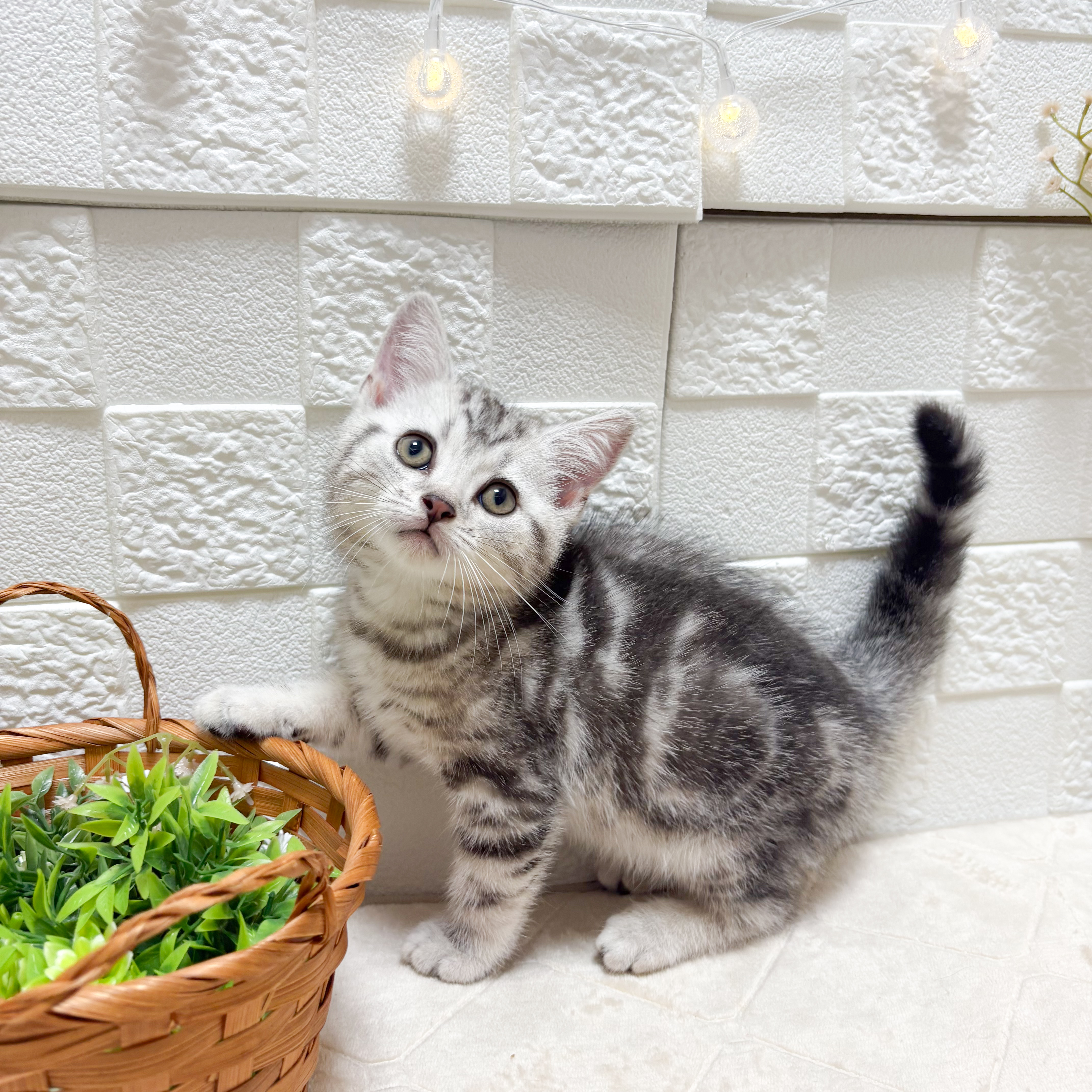東京都のアメリカンショートヘアー (犬の家＆猫の里ペットフォレスト小平店/2026年5月9日生まれ/男の子/シルバータビー)の子猫の4枚目の画像