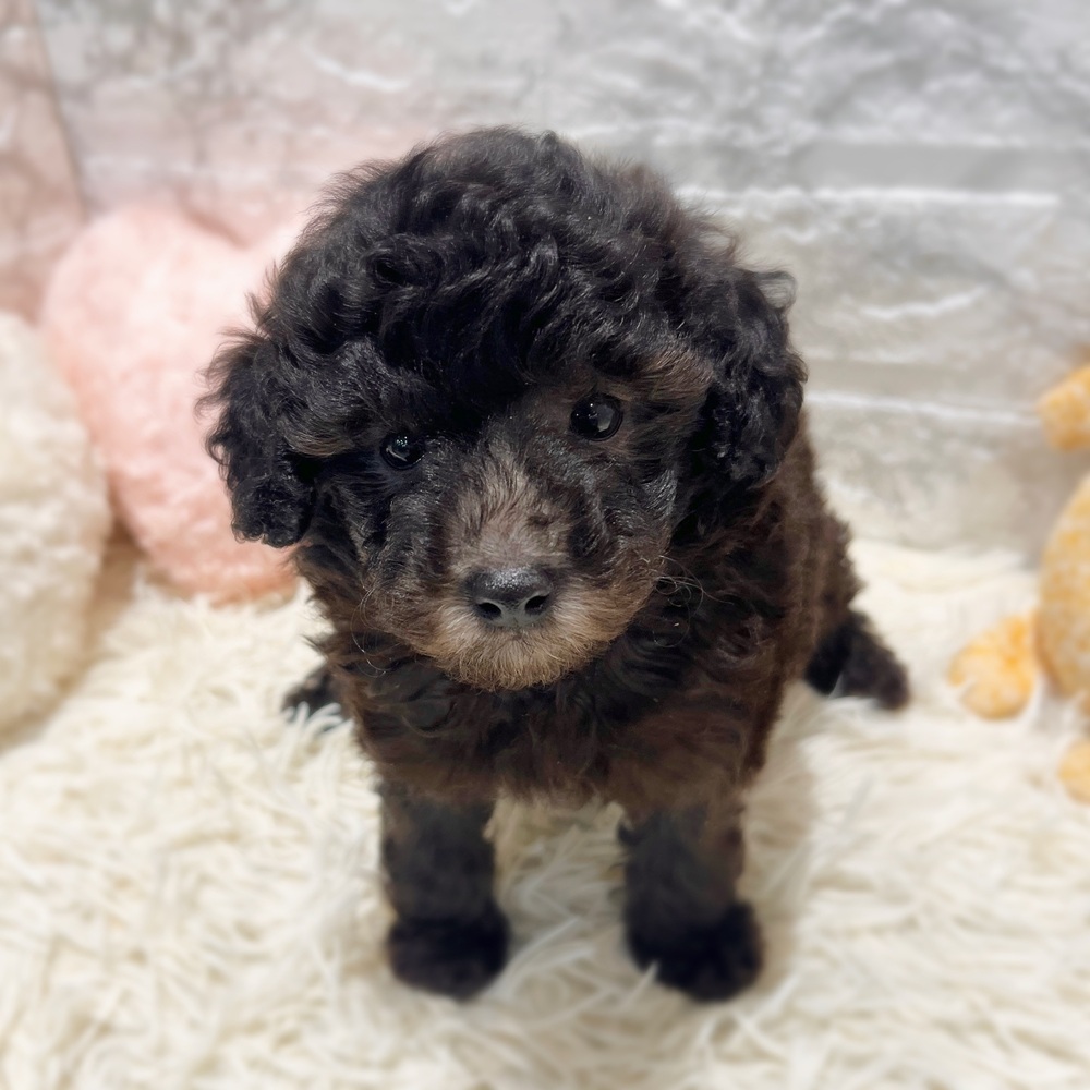 愛知県のトイプードル(トイ) (犬の家＆猫の里MiO香久山店/2026年5月10日生まれ/男の子/シルバー)の子犬の4枚目の画像