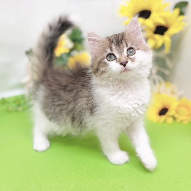 静岡県のノルウェージャンフォレストキャット (犬の家＆猫の里藤枝店/2026年5月11日生まれ/女の子/ブラウンタビーホワイト)の子猫の4枚目の画像