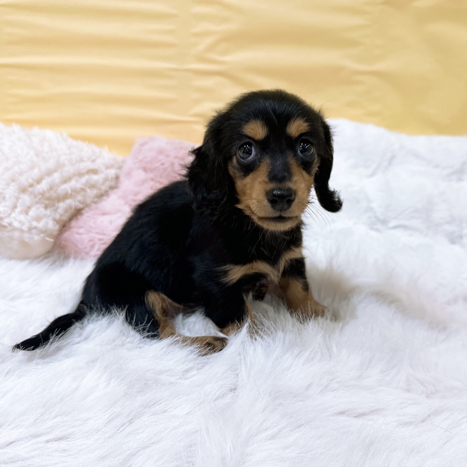 神奈川県のミニチュアダックスフンド(ロング) (犬の家＆猫の里元住吉ブレーメン通り店/2026年5月5日生まれ/女の子/ブラックタン)の子犬の4枚目の画像
