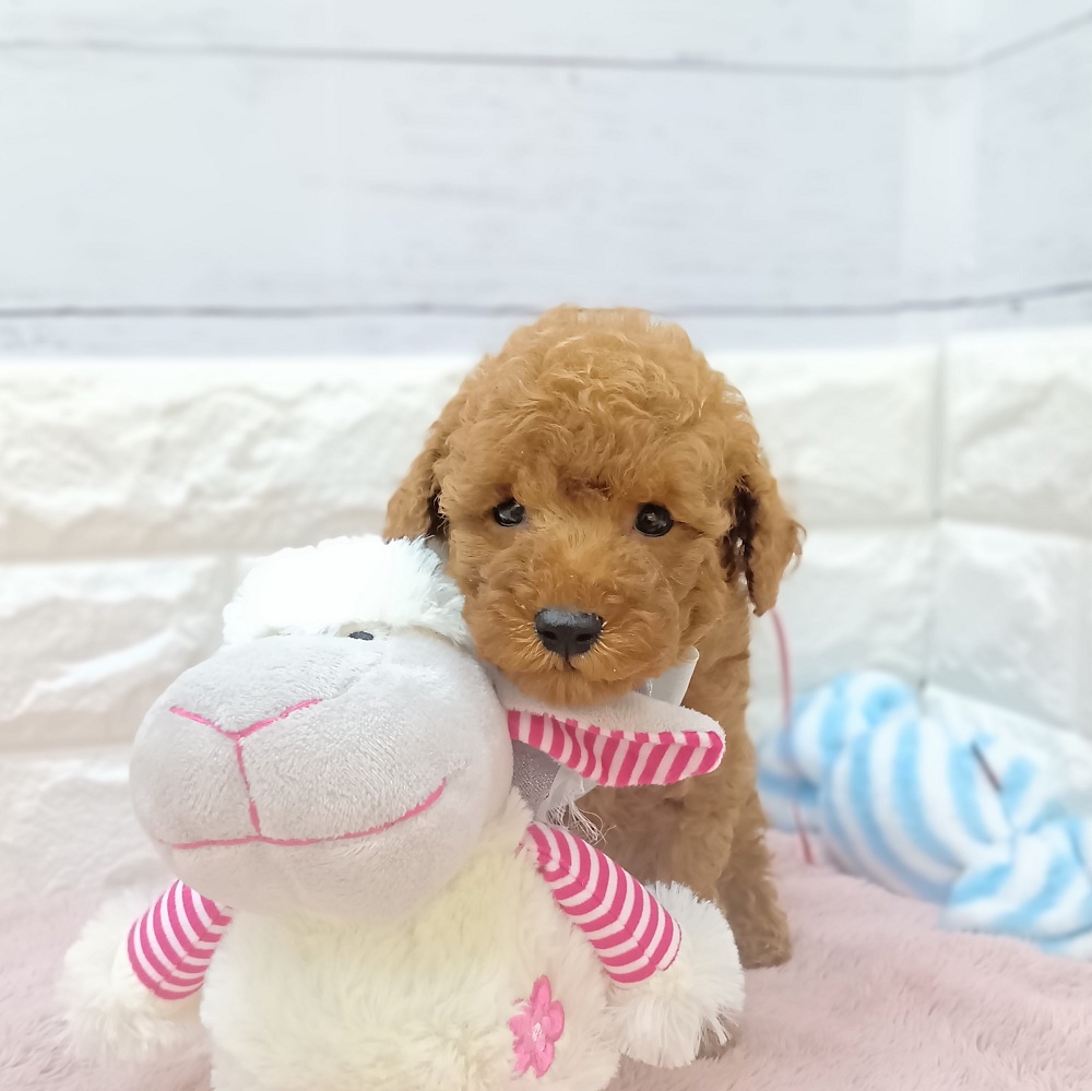 静岡県のトイプードル(トイ) (犬の家＆猫の里アミーゴ浜松和田店/2026年5月12日生まれ/女の子/レッド)の子犬の4枚目の画像