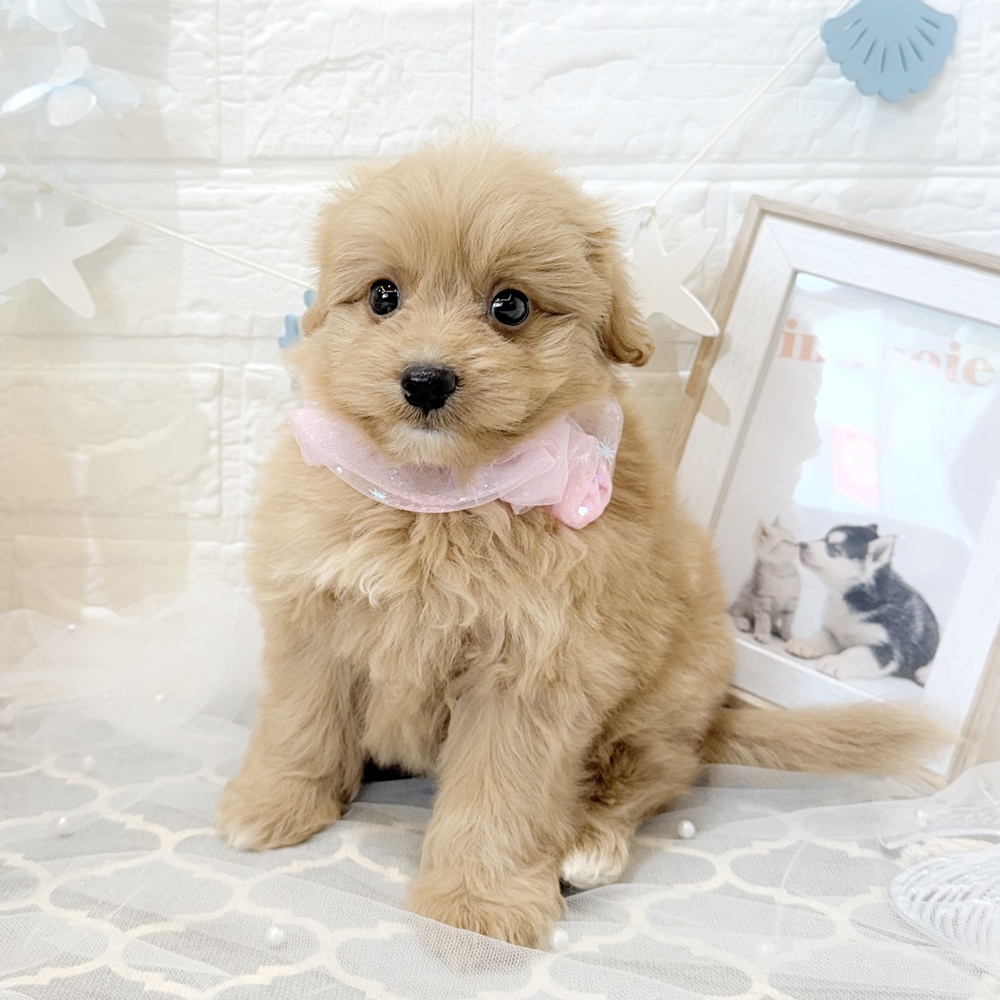 静岡県のポメプー(ポメラニアン×プードル) (犬の家＆猫の里富士店/2026年5月11日生まれ/女の子/アプリコット)の子犬の4枚目の画像