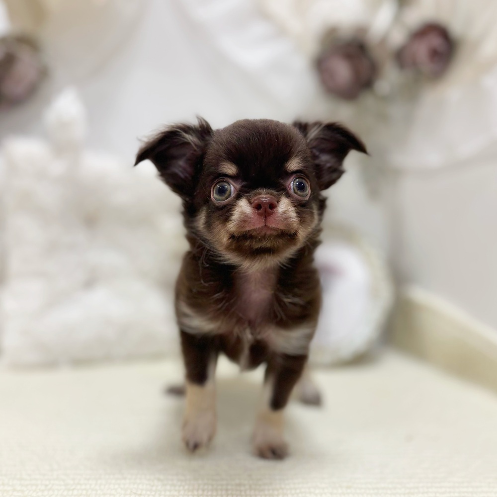 岐阜県のチワワ(ロング) (犬の家＆猫の里カラフルタウン岐阜店/2026年5月13日生まれ/男の子/チョコレートクリーム)の子犬の4枚目の画像