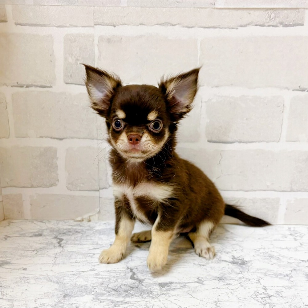 京都府のチワワ(ロング) (犬の家＆猫の里京都精華店/2026年5月13日生まれ/女の子/チョコレートクリーム)の子犬の4枚目の画像