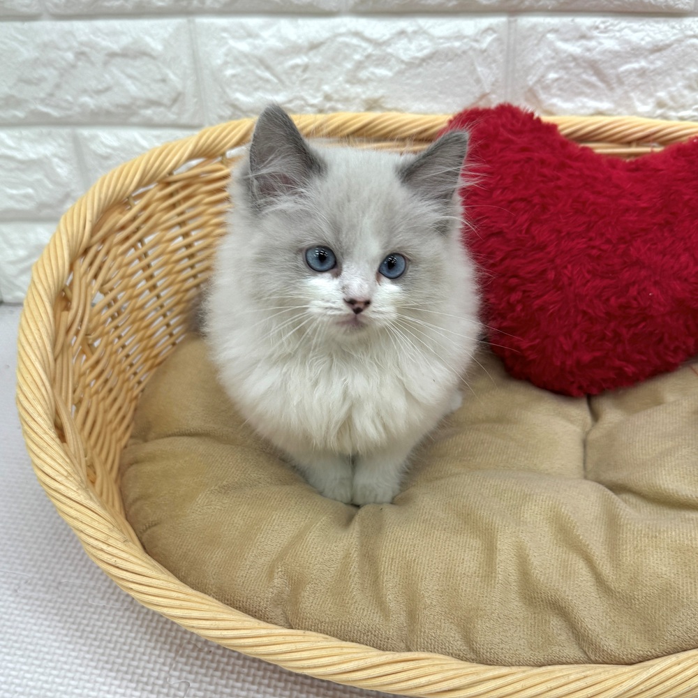 愛知県のラグドール (犬の家＆猫の里MEGAドン・キホーテ東海名和店/2026年5月9日生まれ/男の子/ブルーポイントバイカラー)の子猫の4枚目の画像